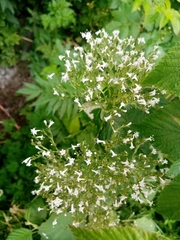Valeriana officinalis