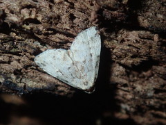 Dyspyralis illocata