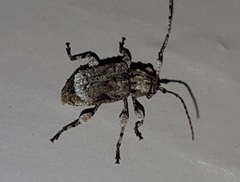 Leptostylus asperatus