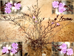 Limonium virgatum