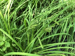 Carex prasina