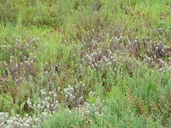 Chloropyron maritimum maritimum