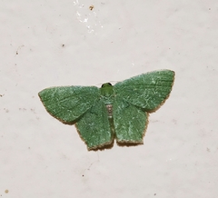 Hemithea