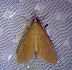 Epicorsia oedipodalis