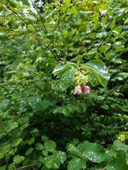Symphoricarpos albus