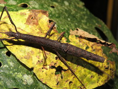 Lobolibethra