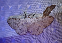 Thyrinteina arnobia