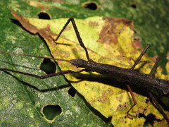 Lobolibethra