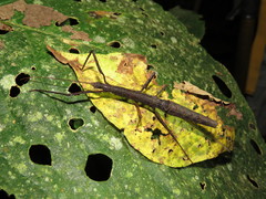 Lobolibethra