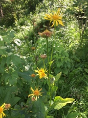 Doronicum austriacum