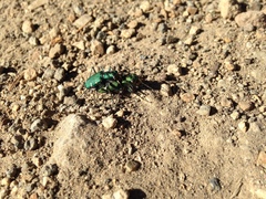 Cicindela longilabris