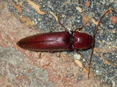 Dicrepidius palmatus