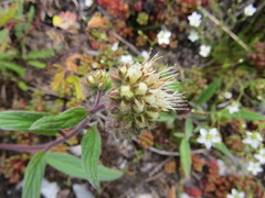 Phacelia leptosepala