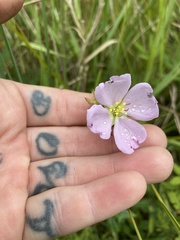 Pterolepis glomerata