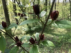 Calycanthus floridus
