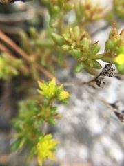 Sedum annuum