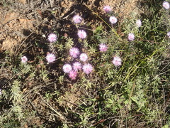 Drosanthemum striatum