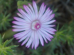 Drosanthemum striatum
