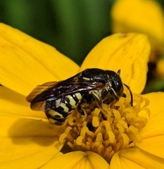 Dianthidium simile