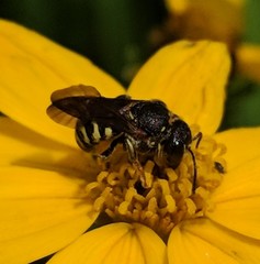 Dianthidium simile