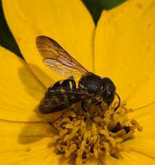 Dianthidium simile