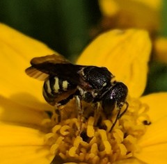 Dianthidium simile