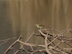 Ploceus velatus