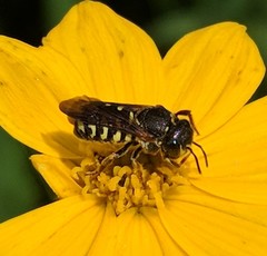 Dianthidium simile