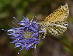 Isturgia limbaria