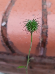 Geum urbanum
