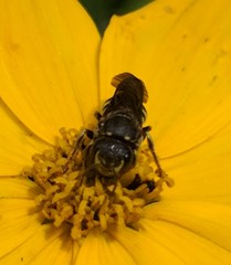 Dianthidium simile