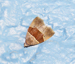 Cobubatha hippotes