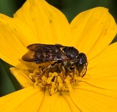 Dianthidium simile
