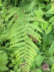 Athyrium distentifolium