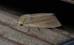 Mythimna oxygala