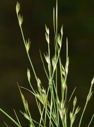 Juncus bufonius
