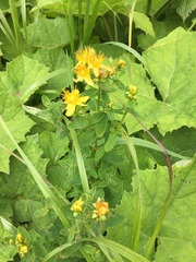 Hypericum maculatum