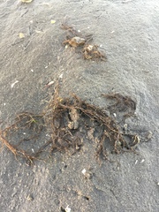Gracilaria chilensis