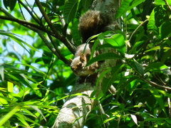 Sciurus aestuans ingrami