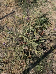 Erucastrum austroafricanum