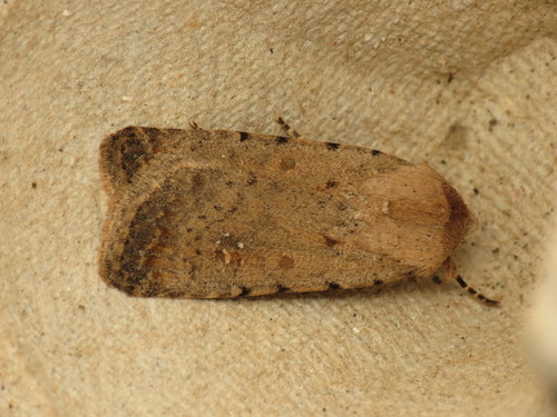 Pale Mottled Willow Moth