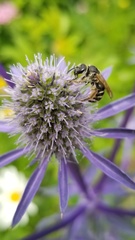 Eryngium planum
