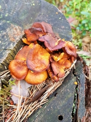Fungi