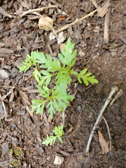 Cosmos sulphureus