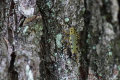 Saperda ocelota