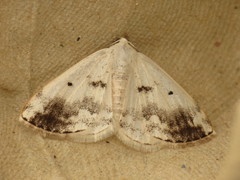 Lomographa temerata