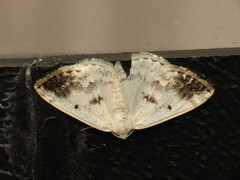 Lomographa temerata
