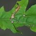 Oak Anthracnose - Photo (c) Kimberlie Sasan, some rights reserved (CC BY-ND), uploaded by Kimberlie Sasan