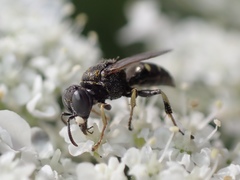 Oxybelus bipunctatus