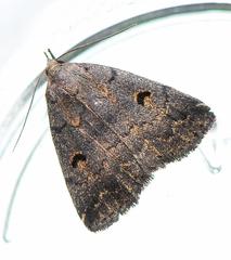 Phalaenostola hanhami